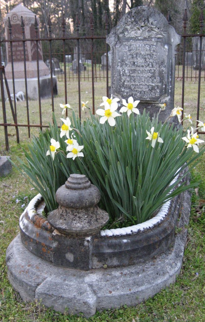 Cradle Grave with Daffodils